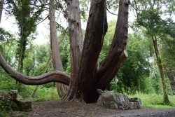 Coole Park