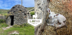 Hold Baby Lamb