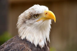 Cotswold Falconry Centre
