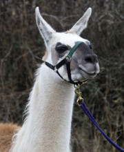 Peak Llamas