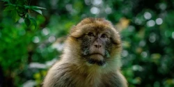 Trentham Monkey Forest
