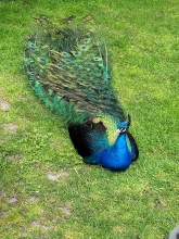 The Animalarium