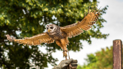 Battlefield Bird of Prey Centre