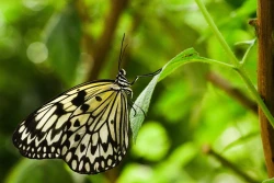 Buckfast Butterflies and Otter Sanctuary