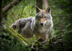 Wild Ireland