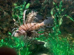 Seaquarium at Clacton Pier